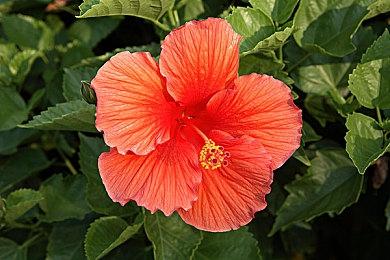 动作RPG《虚无与物质的少女》上线Steam 支持中文